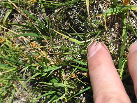 Sedges (Scripus)