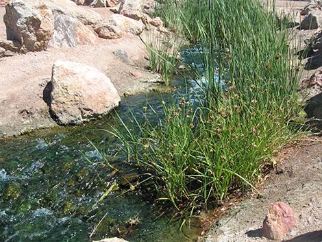 Sedges (Scripus)
