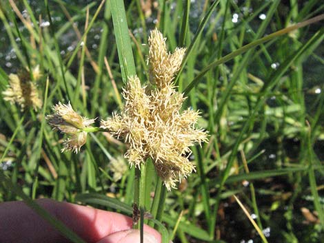 Sedges (Scripus)