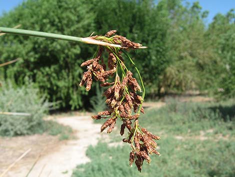 Sedges (Scripus)