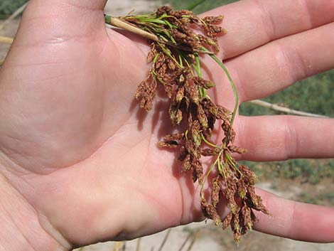 Sedges (Scripus)