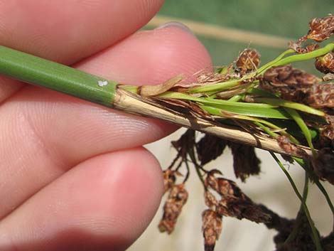 Sedges (Scripus)