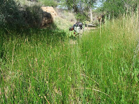 Sedges (Scripus)