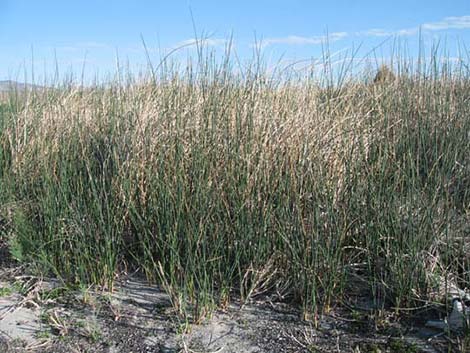 Sedges (Scripus)