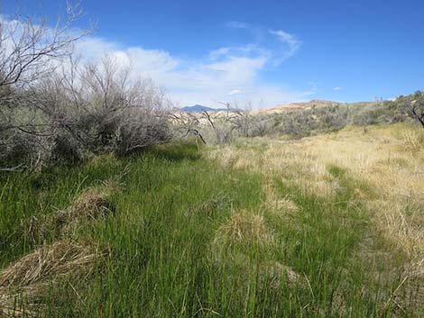 Sedges (Scripus)