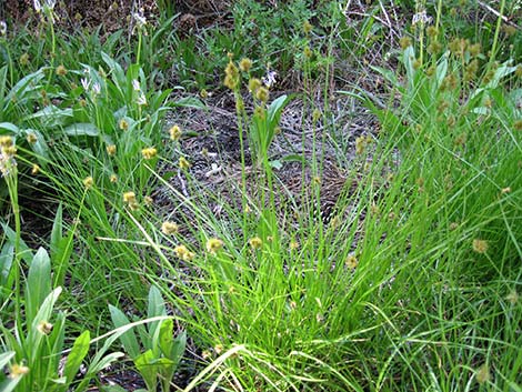 Sedges (Scripus spp.)