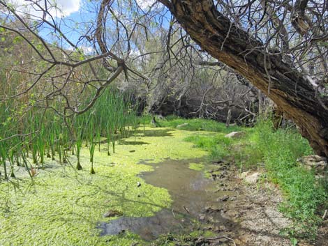 Narrowleaf Cattail (Typha angustifolia)