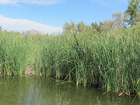 Southern Cattail (Typha domingensis)