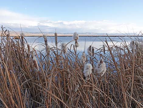 Broadleaf Cattail (Typha latifolia)