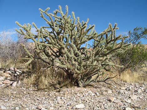 Buckhorn Cholla (Opuntia acanthocarpa)