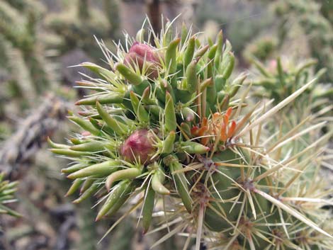 Buckhorn Cholla (Cylindropuntia acanthocarpa)