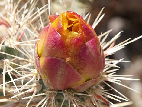 Buckhorn Cholla (Cylindropuntia acanthocarpa)