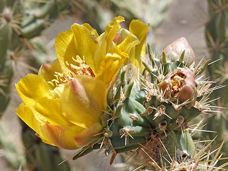 Buckhorn Cholla (Cylindropuntia acanthocarpa)