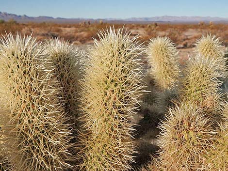 Teddybear Cholla (Cylindropuntia bigelovii)