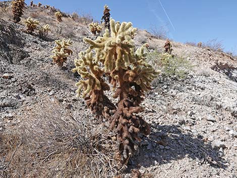 Teddybear Cholla (Cylindropuntia bigelovii)