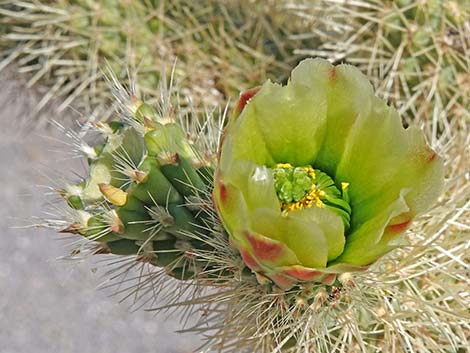 Teddybear Cholla (Cylindropuntia bigelovii)