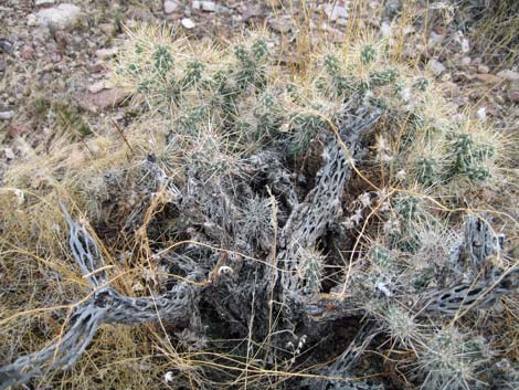 Silver Cholla (Cylindropuntia echinocarpa)