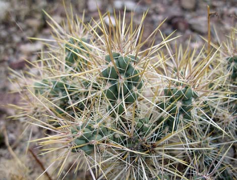 Silver Cholla (Cylindropuntia echinocarpa)