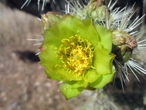 Silver Cholla (Cylindropuntia echinocarpa)