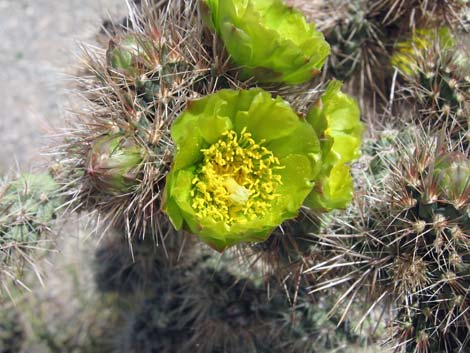 Silver Cholla (Cylindropuntia echinocarpa)