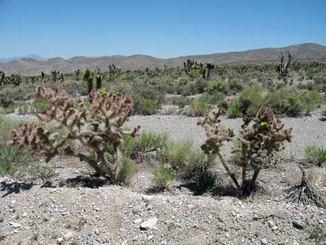 Silver Cholla (Cylindropuntia echinocarpa)