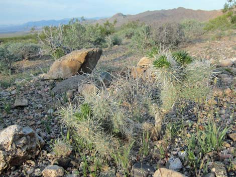 Silver Cholla (Cylindropuntia echinocarpa)