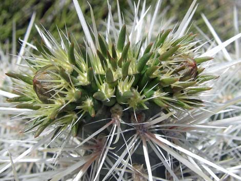 Silver Cholla (Cylindropuntia echinocarpa)