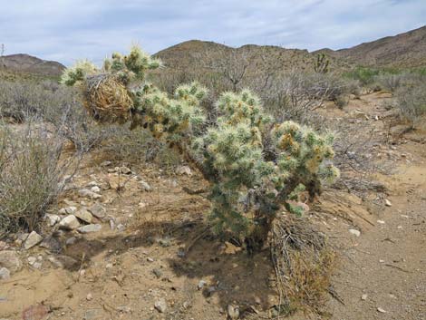 Silver Cholla (Cylindropuntia echinocarpa)