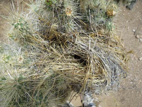 Silver Cholla (Cylindropuntia echinocarpa)