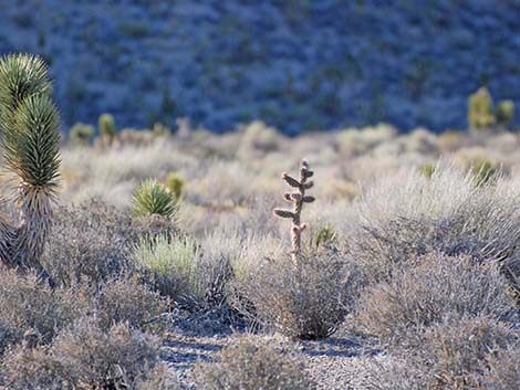 Hybrid Cholla (Cylindropuntia spp)