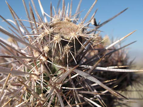 Hybrid Cholla (Cylindropuntia spp)