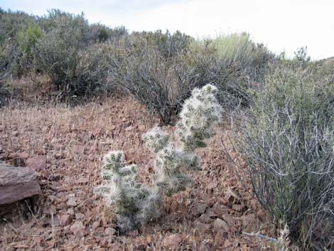 Blue Diamond Cholla (Cylindropuntia multigeniculata)