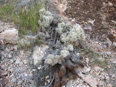 Blue Diamond Cholla (Cylindropuntia multigeniculata)