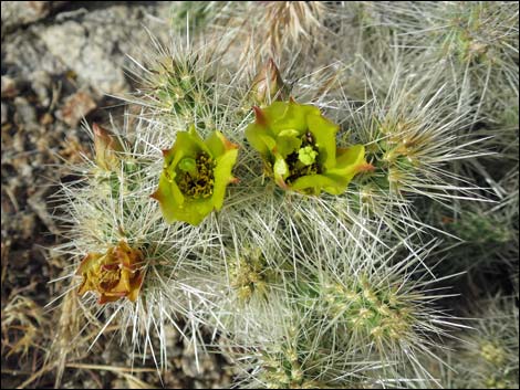 Blue Diamond Cholla (Cylindropuntia multigeniculata)