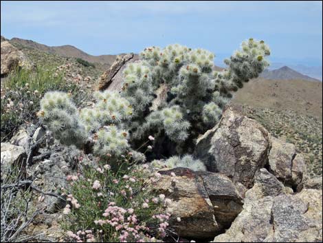 Blue Diamond Cholla (Cylindropuntia multigeniculata)