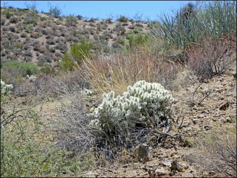 Blue Diamond Cholla (Cylindropuntia multigeniculata)