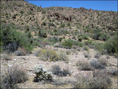 Blue Diamond Cholla (Cylindropuntia multigeniculata)