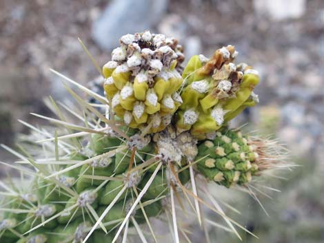 Blue Diamond Cholla (Cylindropuntia multigeniculata)