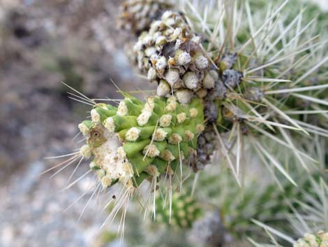 Blue Diamond Cholla (Cylindropuntia multigeniculata)