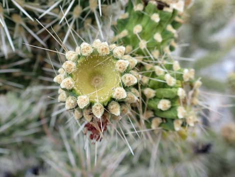 Blue Diamond Cholla (Cylindropuntia multigeniculata)