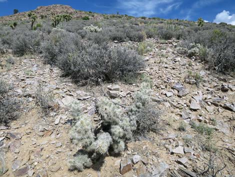 Blue Diamond Cholla (Cylindropuntia multigeniculata)