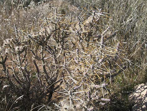 Pencil Cholla (Cylindropuntia ramosissima)