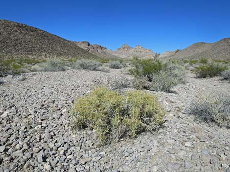 Pencil Cholla (Cylindropuntia ramosissima)