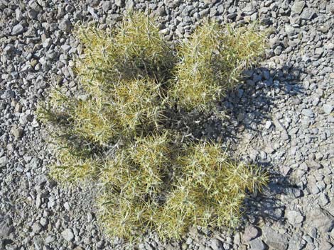 Pencil Cholla (Cylindropuntia ramosissima)