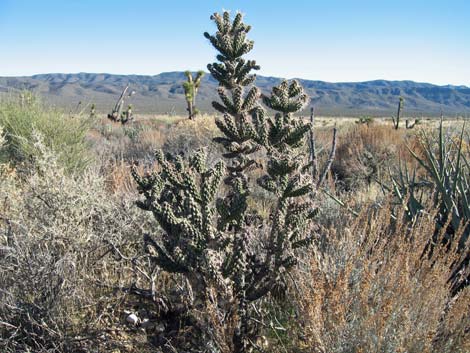 Whipple Cholla (Cylindropuntia whipplei)