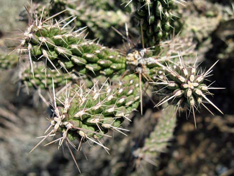 Whipple Cholla (Cylindropuntia whipplei)