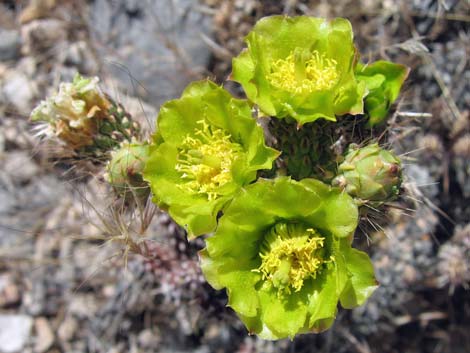 Whipple Cholla (Cylindropuntia whipplei)