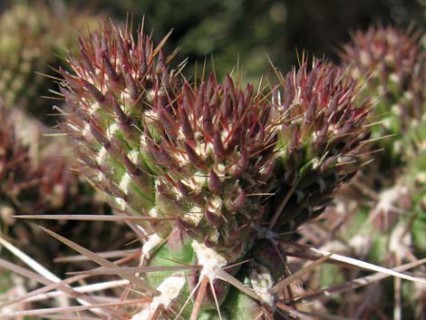 Whipple Cholla (Cylindropuntia whipplei)