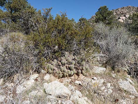 Baker Kingcup Cactus (Echinocereus bakeri)