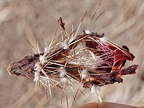 Baker Kingcup Cactus (Echinocereus bakeri)